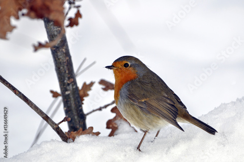 Erithacus rubecula / Rouge gorge familier / Rougegorge familier © PIXATERRA