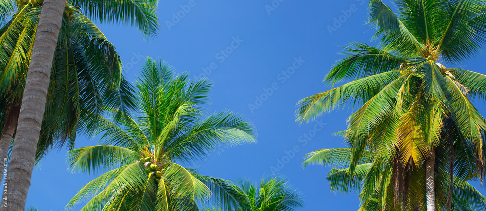 Obraz premium palm trees