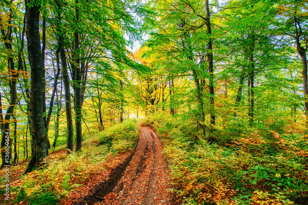 Forest Road in the autumn.  Landscape. 