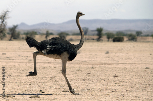 Struthio camelus / Autruche d'Afrique