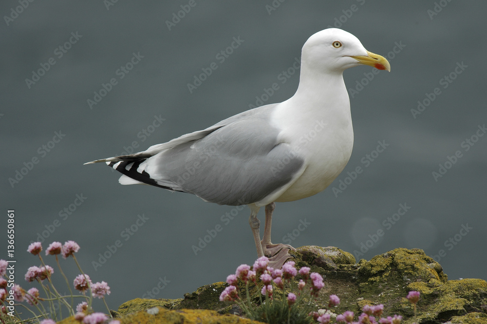 Larus argentatus / Goéland argenté Larus argentatus / Goéland argenté