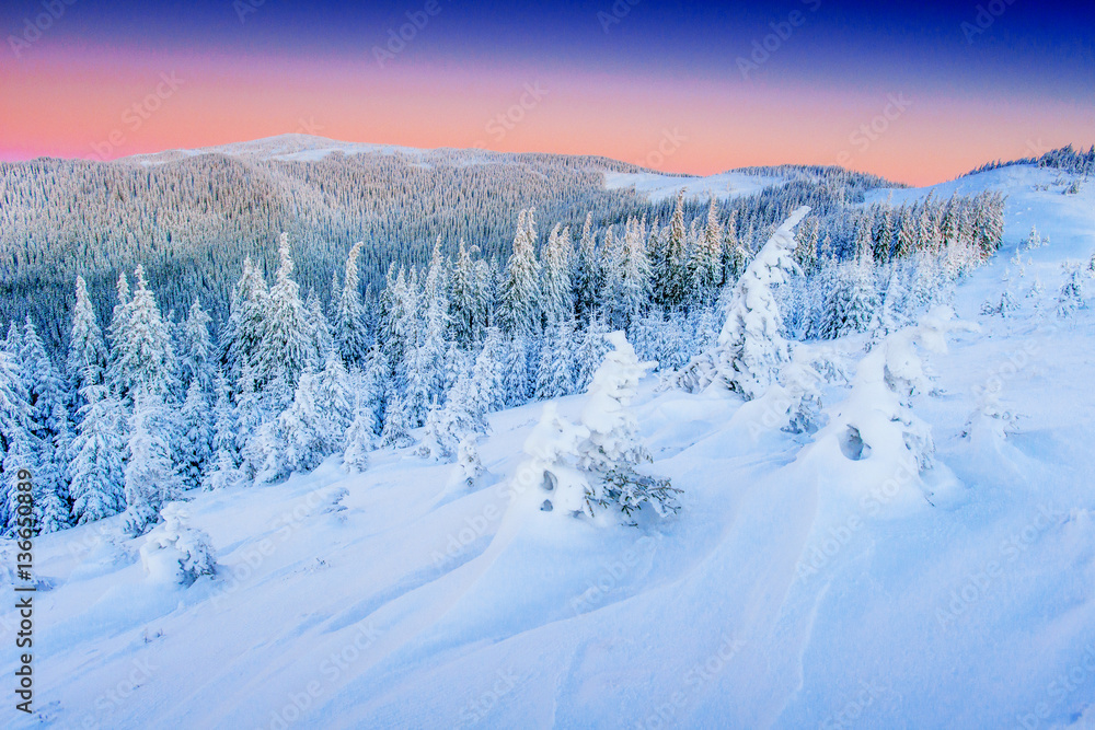 Fototapeta premium magical winter snow covered tree