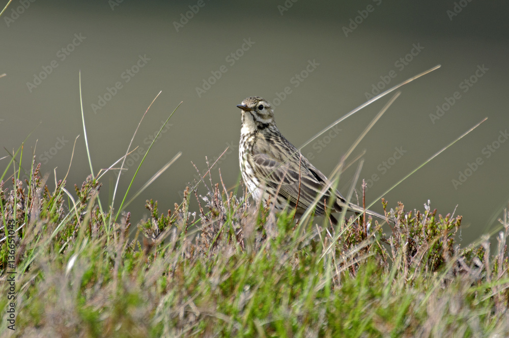 Anthus pratensis / Pipit farlouse