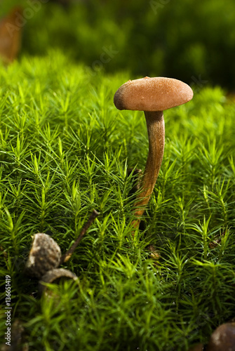 Laccaria laccata / Clitocybe laqué photo