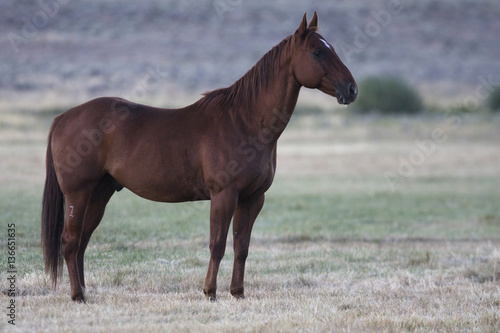 Cheval / Race 'Quarter Horse' © PIXATERRA