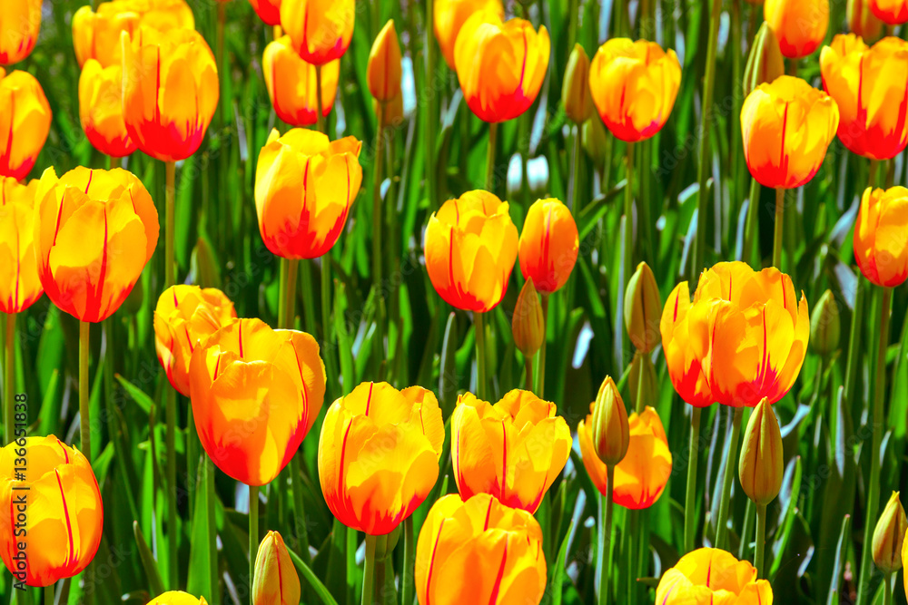 bunch of tulip flowers, flower natural carpet. yellow red color. bunch of tulip flowers, flower natural carpet. yellow red color.
