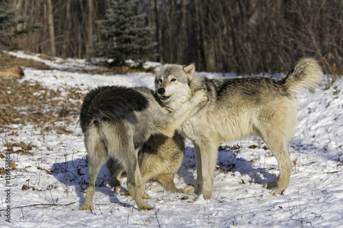 Canis lupus / Loup commun © PIXATERRA