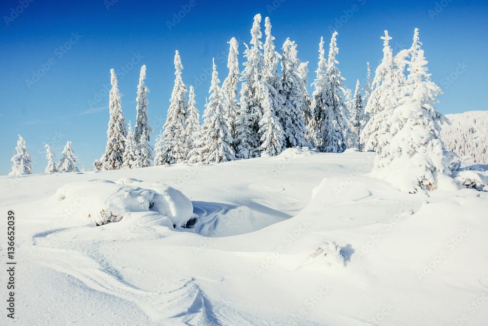 winter landscape trees snowbound