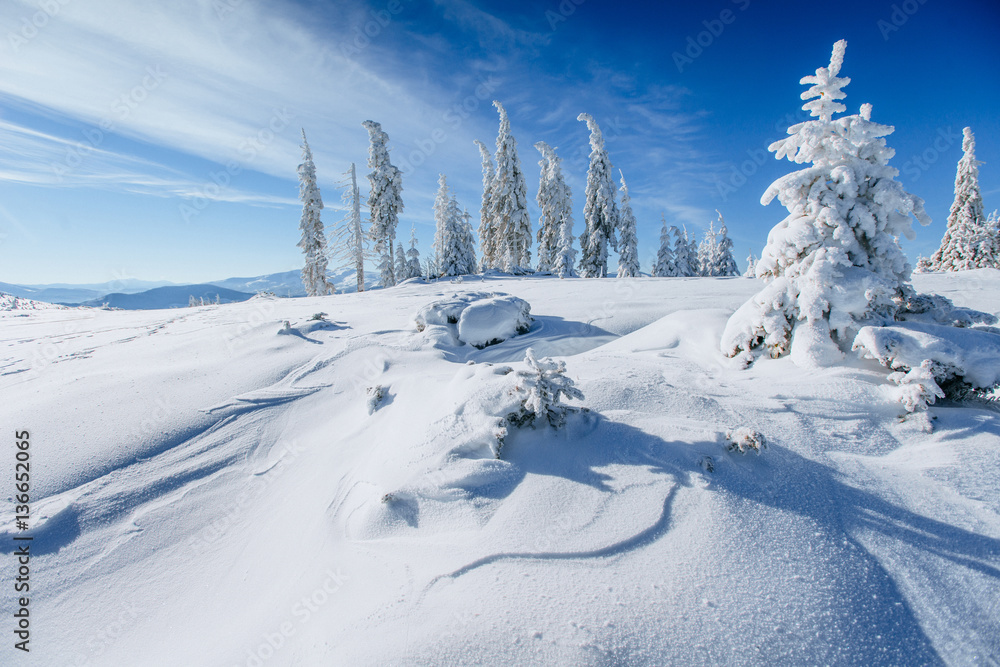 winter landscape trees snowbound