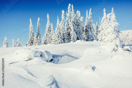 winter landscape trees snowbound © standret