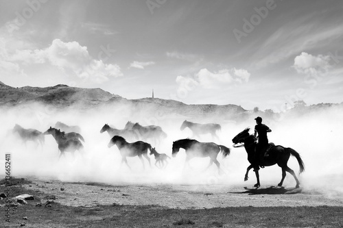 Wallpaper Mural  Galloping horses black and white. Horses and Boy. Horses running black and white Torontodigital.ca