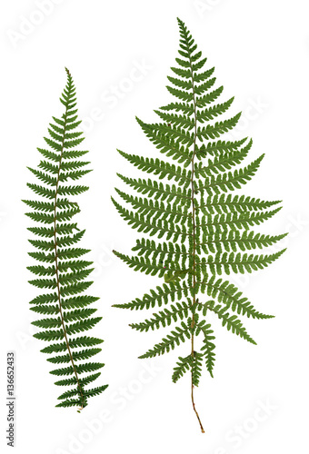 dry green pressed leaf of fern © aarud