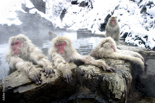 Macaca fuscata / Macaque du Japon photo