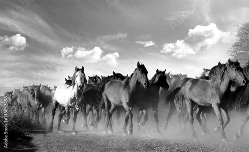 Wallpaper Mural Galloping horses black and white.  Torontodigital.ca