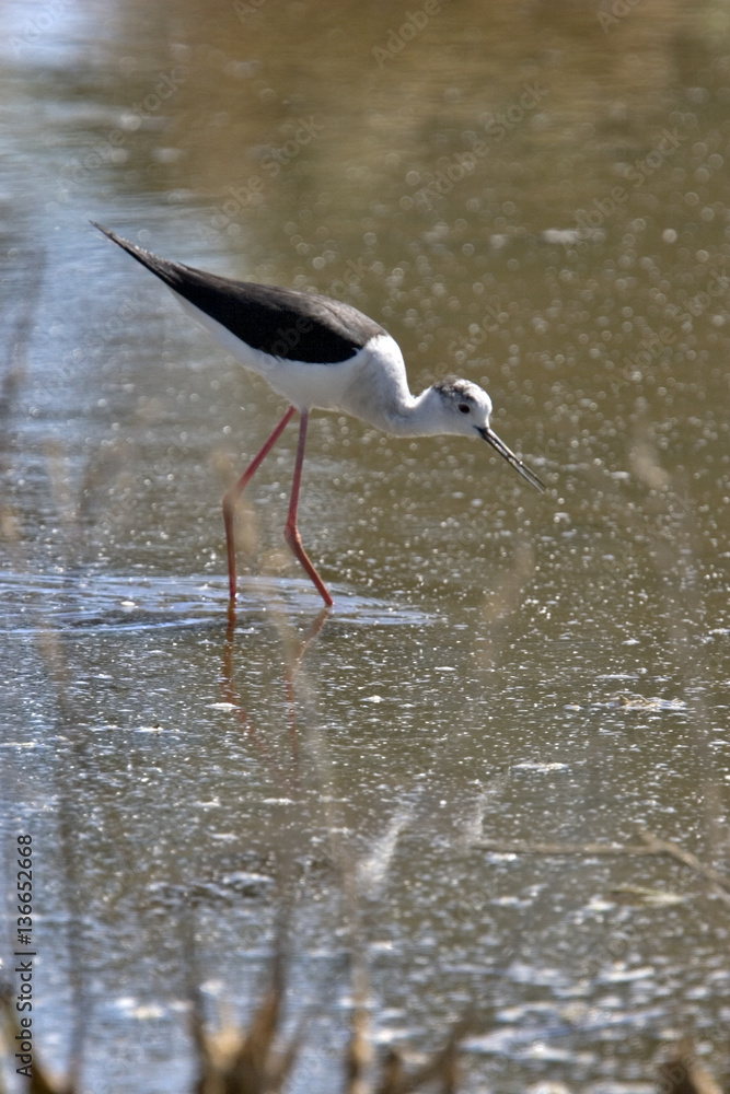 Himantopus himantopus / Echasse blanche Himantopus himantopus / Echasse blanche