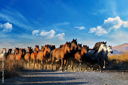 Fototapeta Naklejka Na Ścianę i Meble -  Galloping horses at the nature. Horses running.