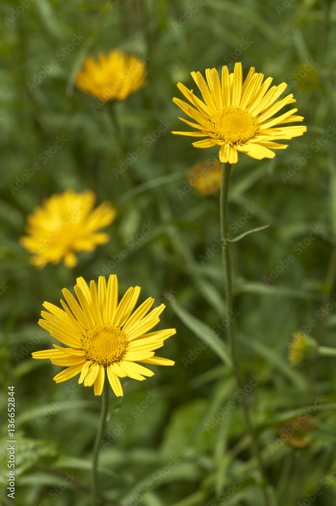 Buphthalmum salicifolium / Buphthalme à feuilles de saule Buphthalmum salicifolium / Buphthalme à feuilles de saule