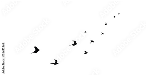silhouettes of flying birds isolated on white background vector image