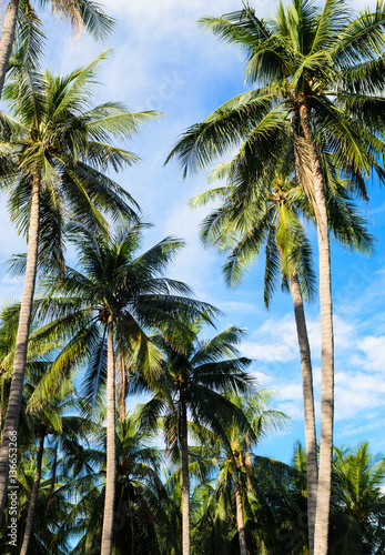 Wallpaper Mural Coconut palm trees Torontodigital.ca