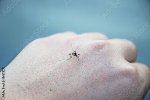 Close Up of mosquito sucking blood close up on the human skin. Mosquito is carrier of Malaria and Zika virus.