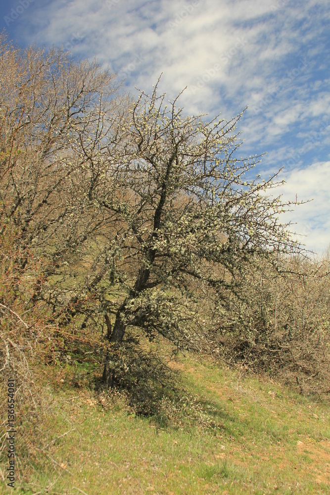 Obraz premium Dimerdji mountain