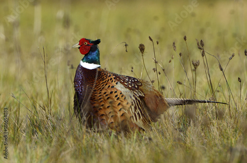 Phasianus colchicus / Faisan de Colchide / Faisan de chasse photo