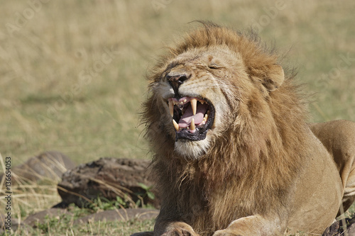 Panthera leo   Lion