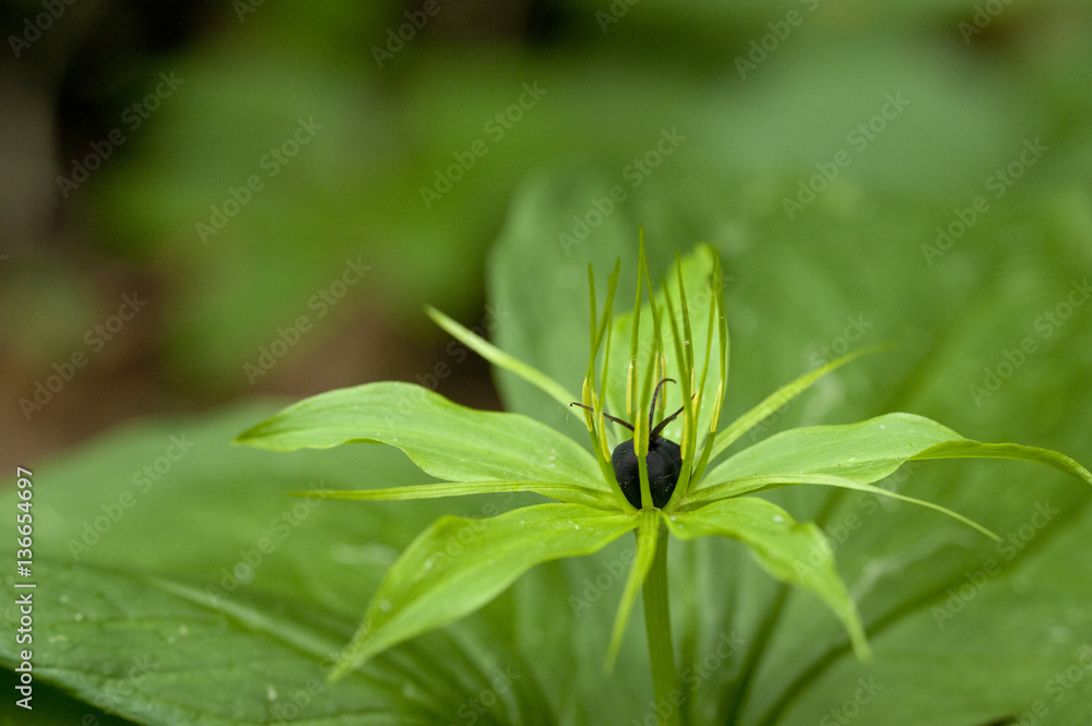 Paris quadrifolia / Parisette à quatre feuilles Paris quadrifolia / Parisette à quatre feuilles