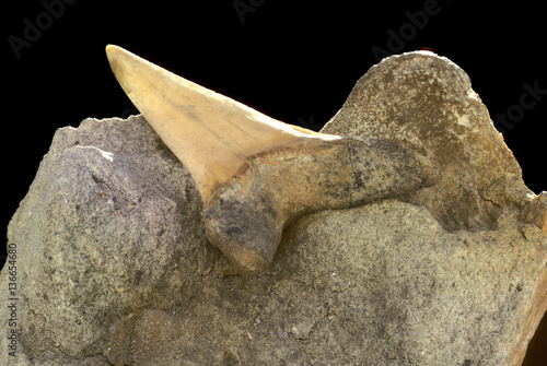 Fossile / Dent de requin