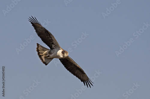 Aquila fasciata / Aigle de Bonelli