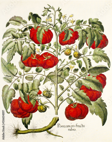 Illustration botanique / Lycopersicon esculentum / Tomate