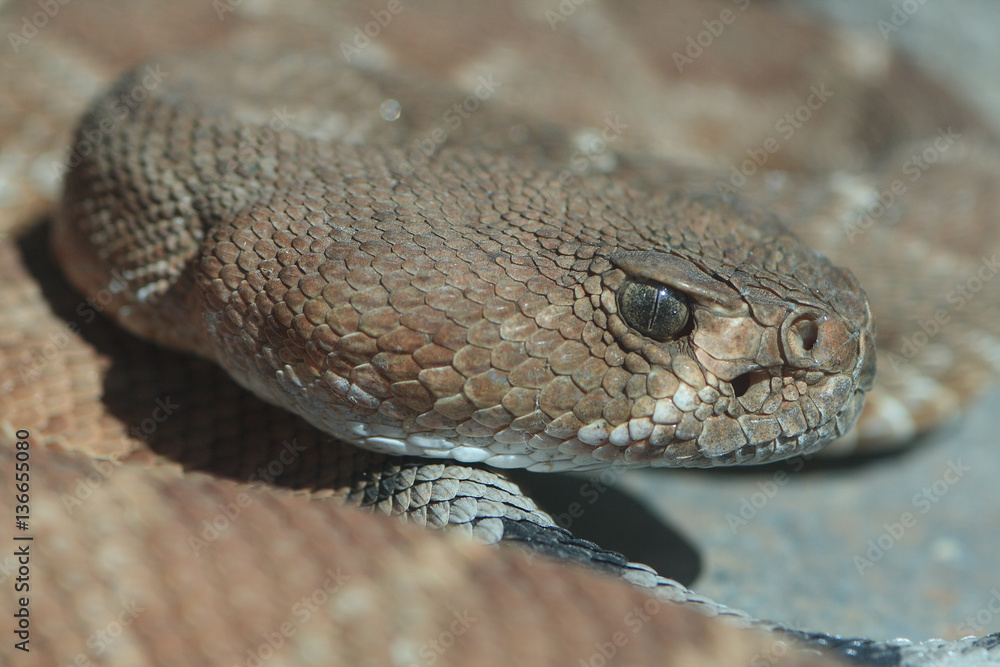 Crotalus Exsul / Crotalus ruber / Crotale diamantin rouge Crotalus Exsul / Crotalus ruber / Crotale diamantin rouge