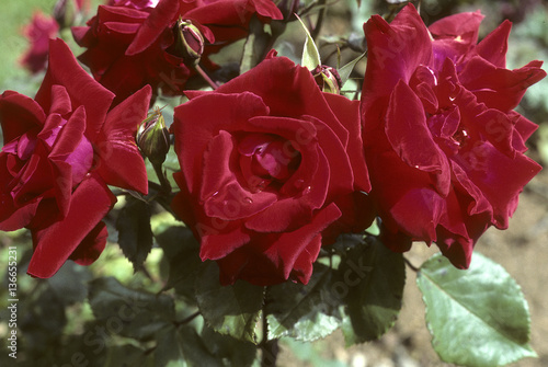 Rosa x / Rose 'Romy Schneider' photo