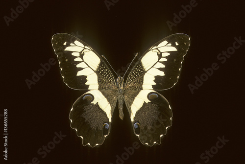 Papilio demodocus / Voilier des citronniers photo