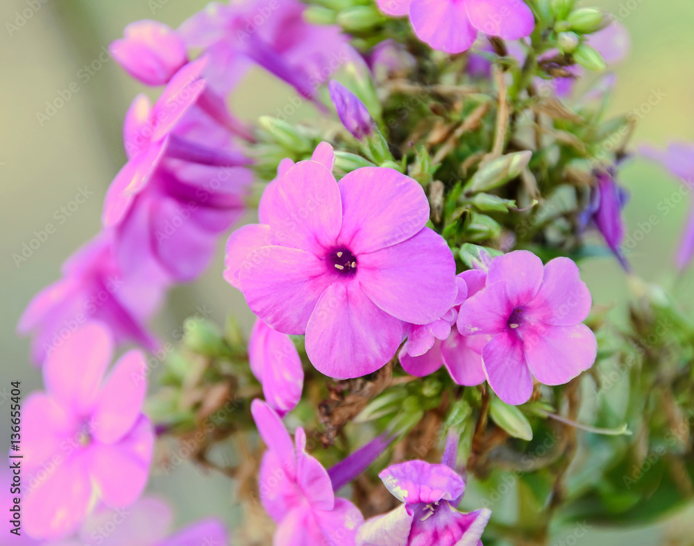 Arabis or rockcress pink flowers, green bush, close up