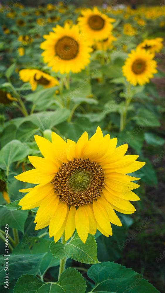 Obraz premium Sunflower in garden