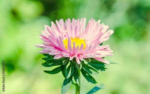 Pink Chrysanthemum flowers  mums or chrysanths  green vegetation