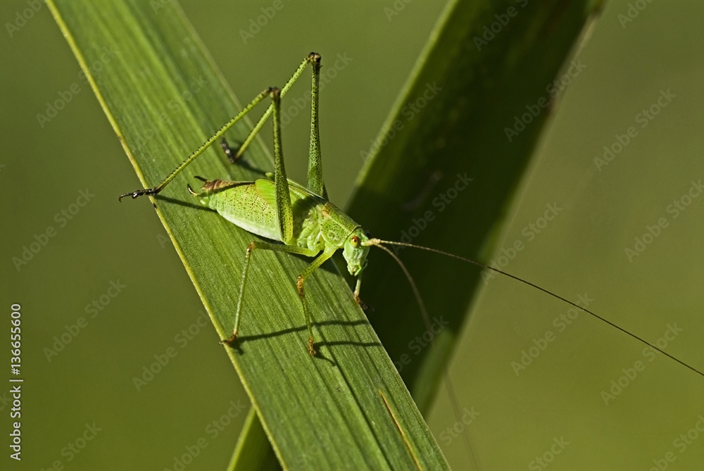 Conocephalus dorsalis / Conocéphale des roseaux Conocephalus dorsalis / Conocéphale des roseaux