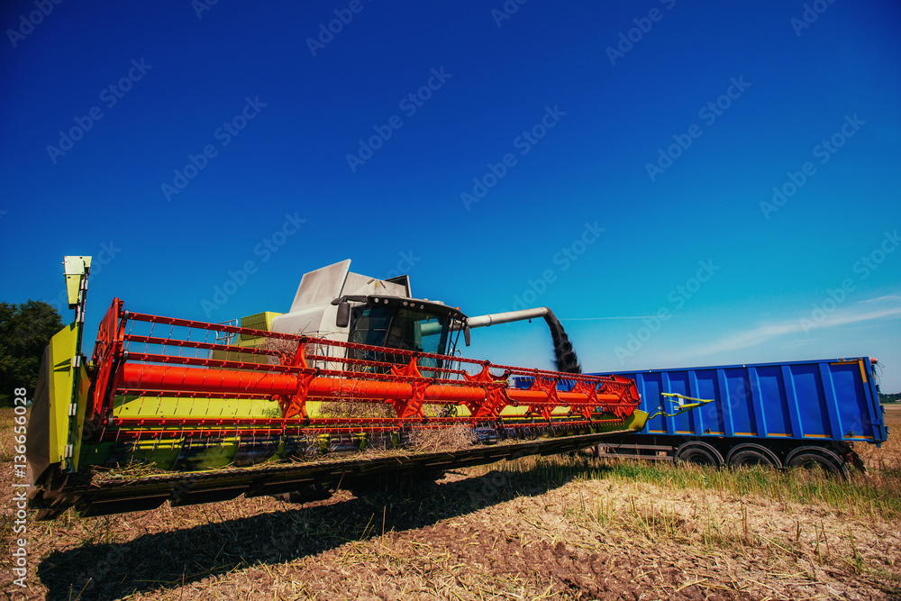 Fototapeta premium Truck and Excavator harvest off.