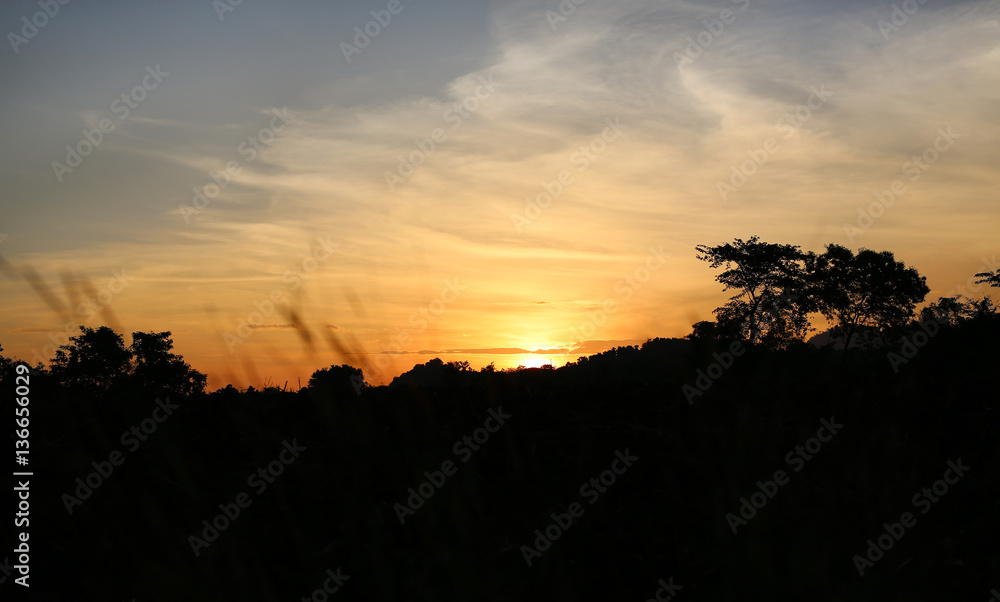 Nature grass flower in sunset, Shallow depth of field. Nature grass flower in sunset, Shallow depth of field.