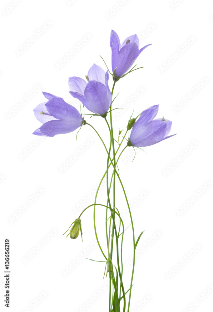 Four bellflowers isolated on white.