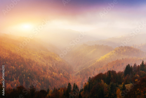 birch forest in sunny afternoon while autumn season 