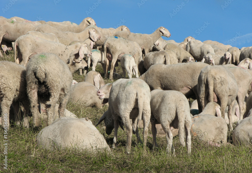 flock with many sheep with long white fleece grazing flock with many sheep with long white fleece grazing