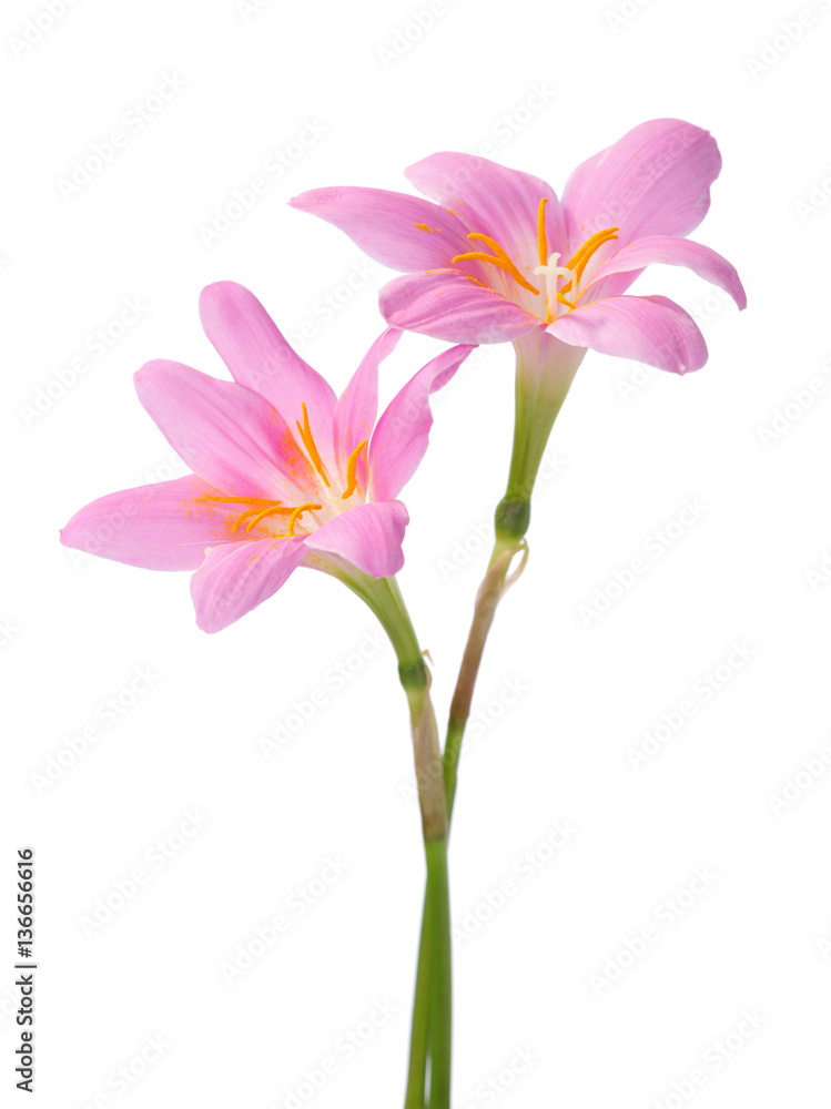 Two pink lilies isolated on a white background. Rosy Rain lily