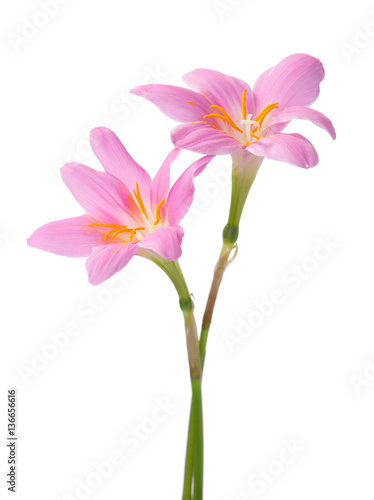 Two pink lilies isolated on a white background. Rosy Rain lily © Antonel