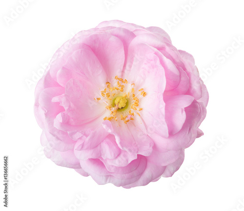 Light pink rose isolated on white. Tea rose