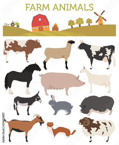 Animal farming, livestock. Cattle, pig, goat, ship, horse, donke