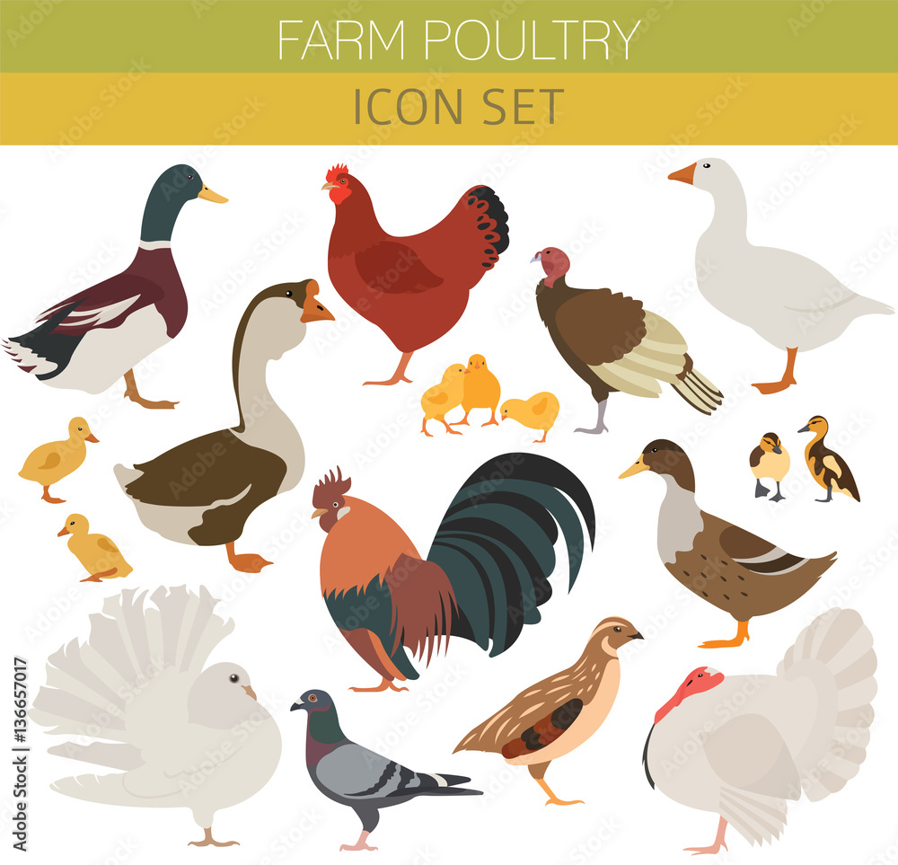 Fototapeta premium Poultry farming. Chicken, duck, goose, turkey, pigeon, quail ico