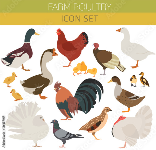 Poultry farming. Chicken, duck, goose, turkey, pigeon, quail ico
