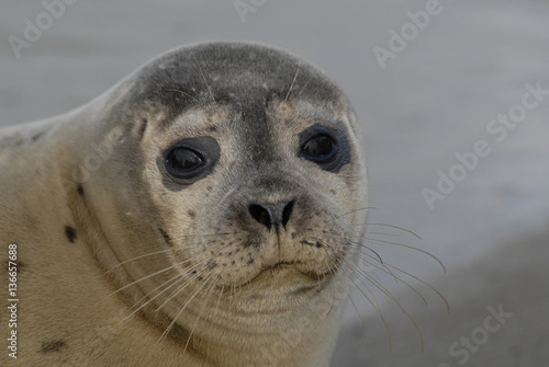 Phoca vitulina vitulina / Phoque veau marin de l'Atlantique